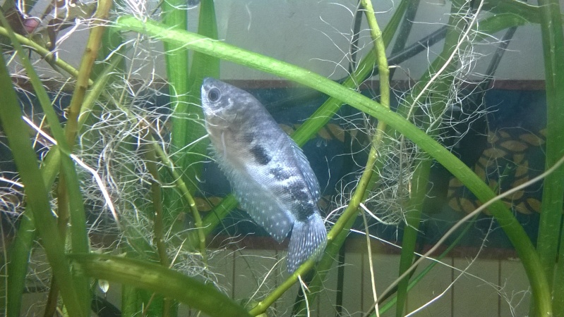 Problème avec un Gourami bleu 0310