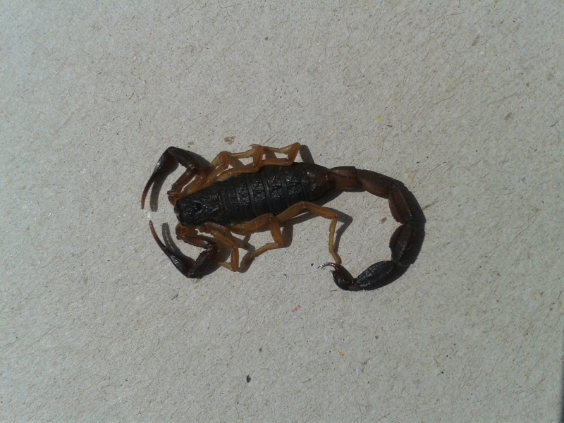 Help needed. Scorpion at home in Panama 20140611