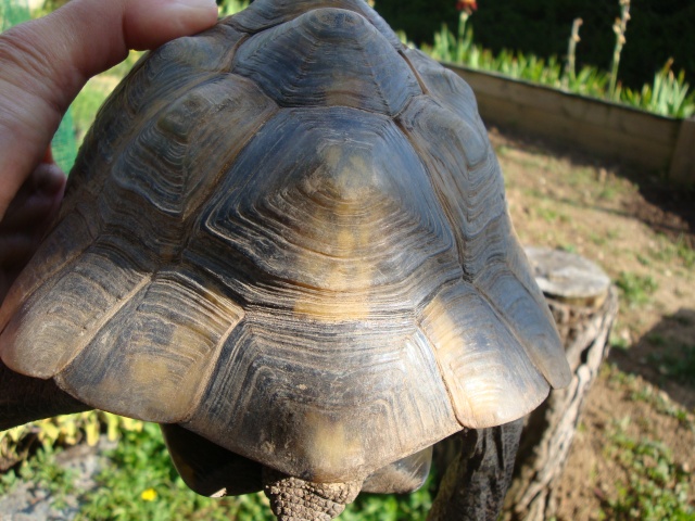 Identification de mes tortues... Tortue16