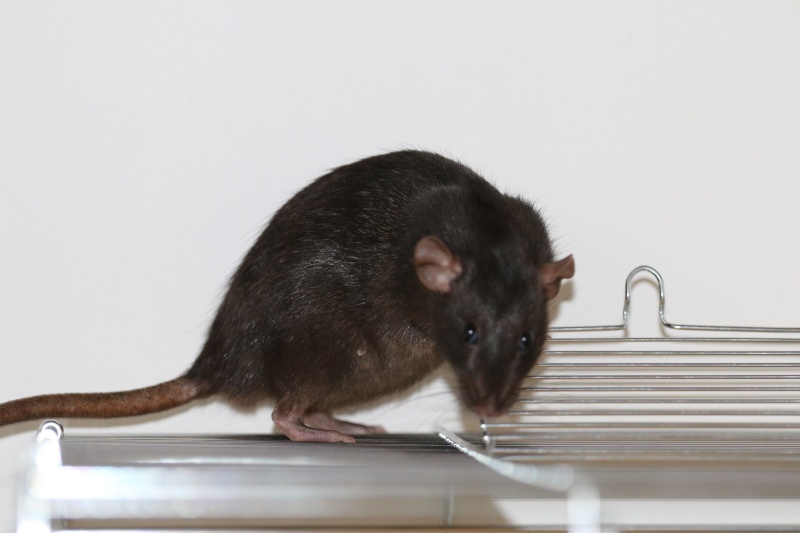RATS DE 6 SEMAINES A ADOPTER ESSONNE (91) Lilith12