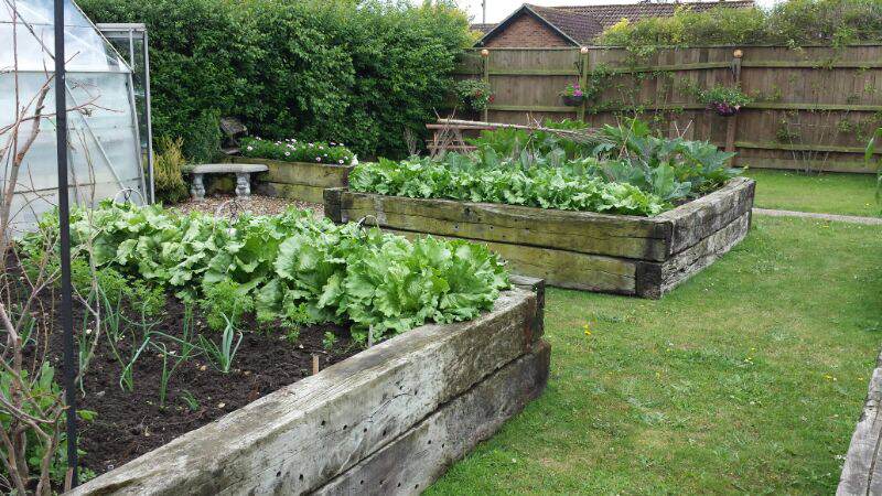 Does anyone here grow their own fruit and vegetables?  - Page 2 Photo312