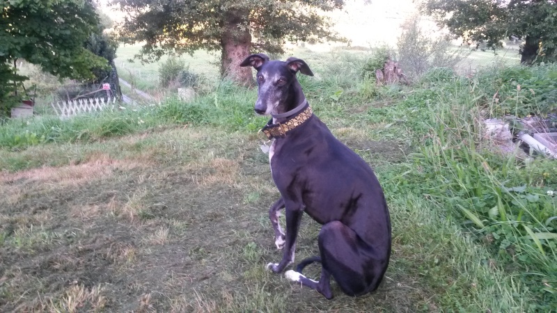 Flor – une crème de galga – Scooby France  Adoptée  - Page 7 02410