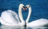 Лебеді, Swans