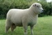 Грубошерсті породи овець