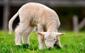 Тонкорунні породи овець