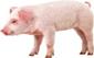 Розведення та утримання свиней