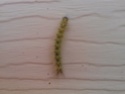 good or bad? what type is this caterpiller? 2014-016