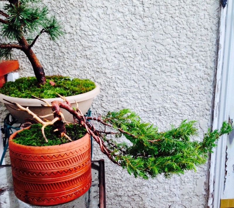 Rookie garden center Juniper Bonsai  Img_4411