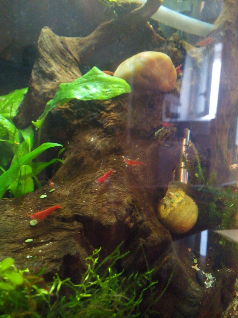 30 L Neocaridina heteropoda var. Sakura / danio margaritatus Img_2028