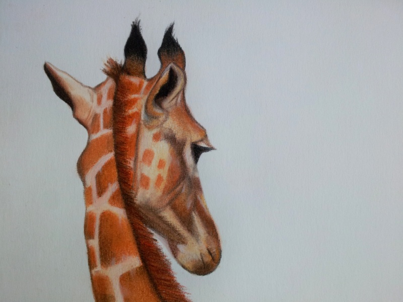 Girafe aux pastels secs. 20140628