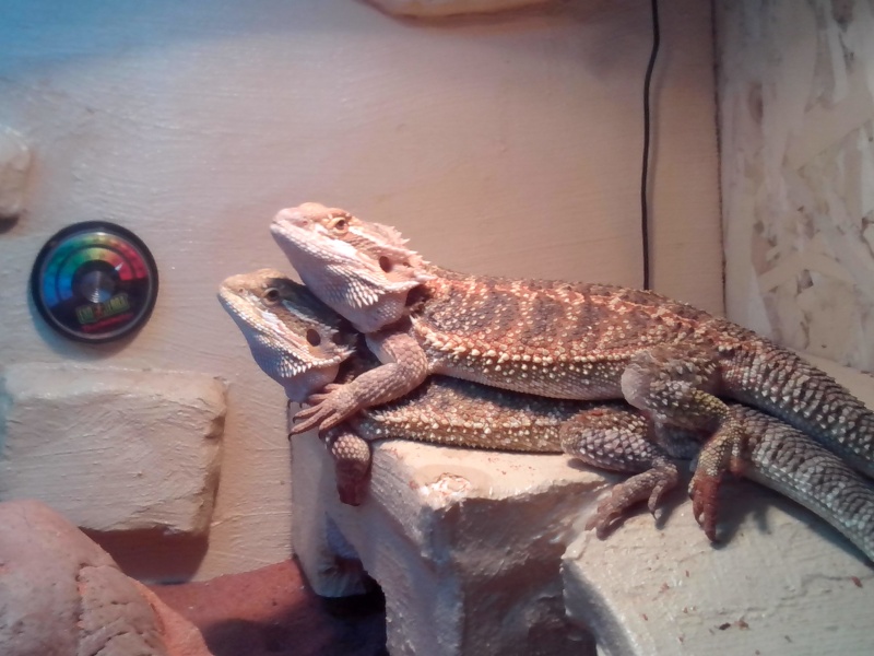 renseignement geckos léopard et taille terrarium