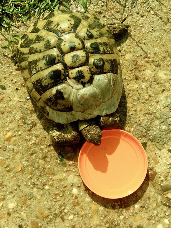 Tortue trouvée dans mon jardin Tortue10