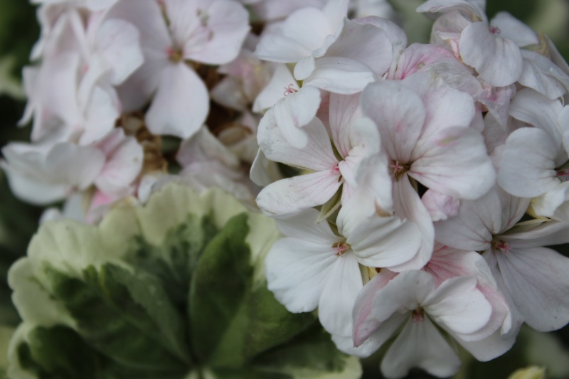 Pelargonium - Pelargonien - alle nichtsukkulenten Arten und Sorten - Aussaat - Stecklinge - Seite 14 00211