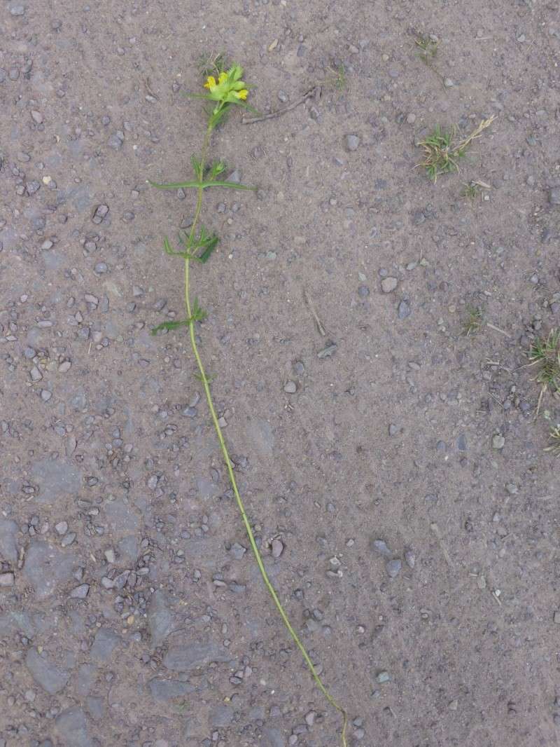 Aide à la détermination d'une plante : très certainement une rhinanthe, mais laquelle ? Photo710