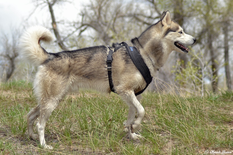 New Harness Suggestions? Dsc_0811