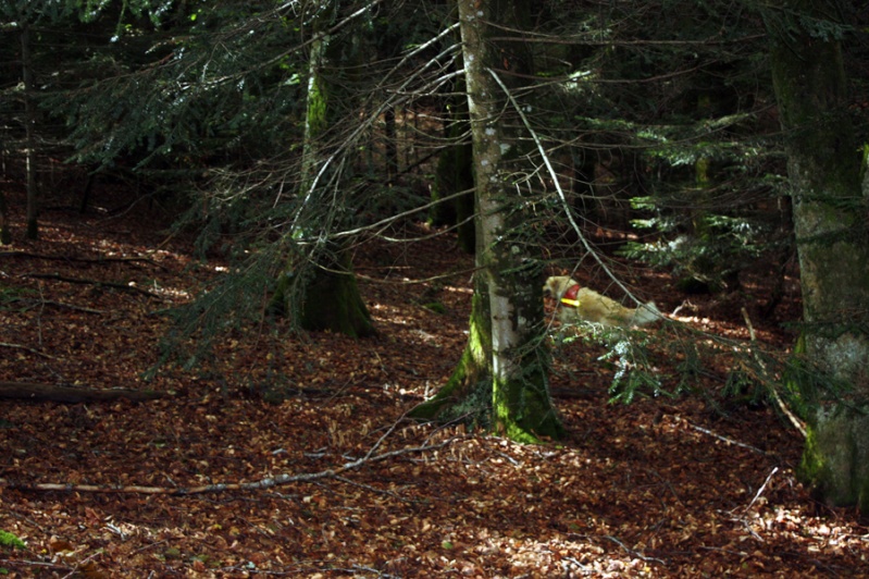 Photos de Bella en recherche Questage .Roussillon en Morvan  410