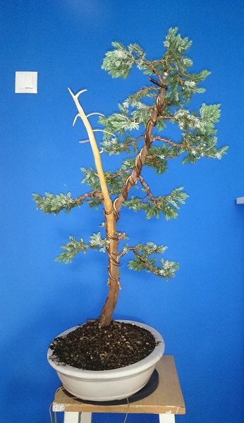 Juniperus Squamata - first styling Bokl10