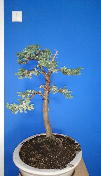 Juniperus Squamata - first styling Bokp10