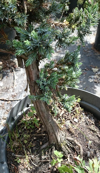 Juniperus Squamata - first styling Jalowi11