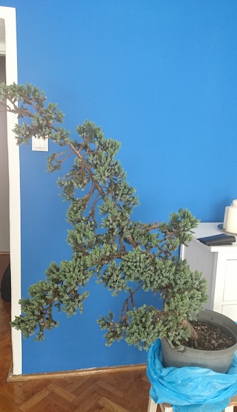 Juniperus Squamata - first styling Przed110