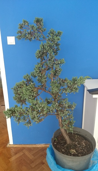 Juniperus Squamata - first styling Przed210