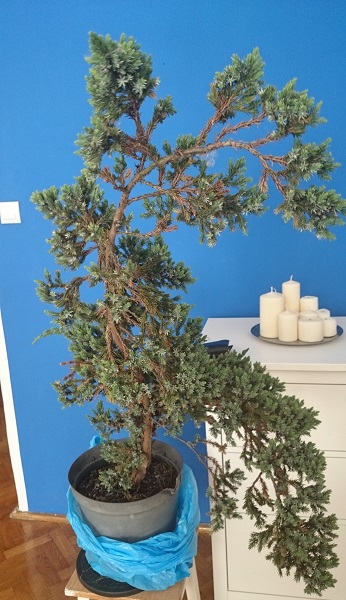 Juniperus Squamata - first styling Przed310