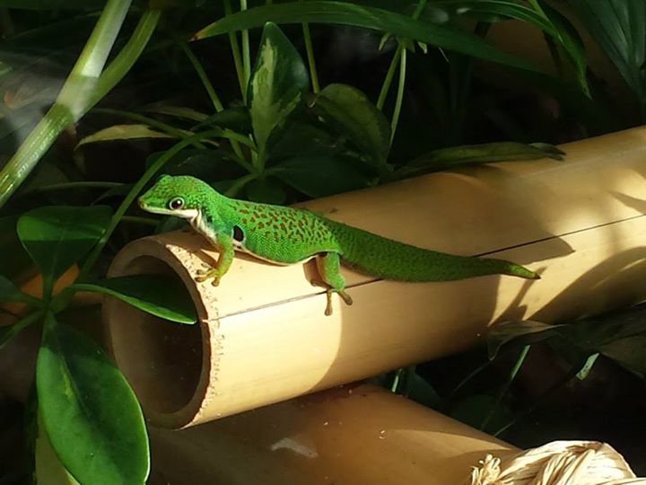 Ma Phelsuma Quadriocellata Ma_phe20