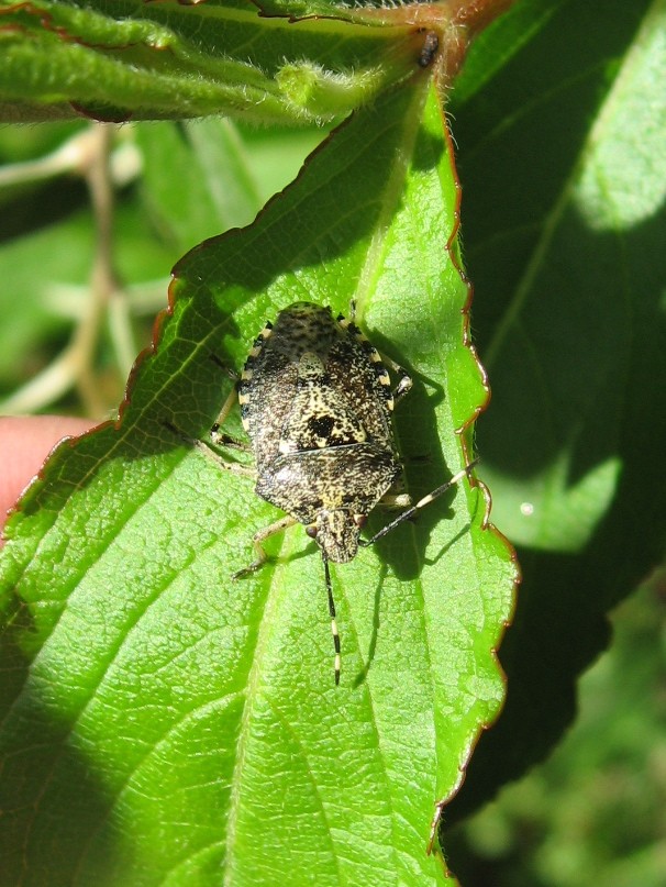 Rhaphigaster nebulosa Img_0318