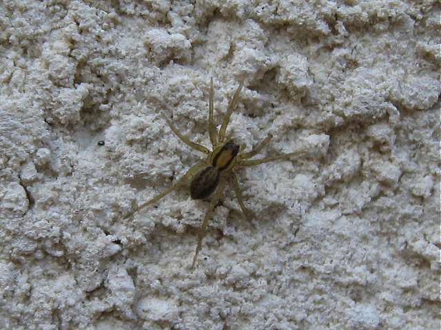 [Pardosa bifasciata] Lycose, oui, mais laquelle ? Img_0520