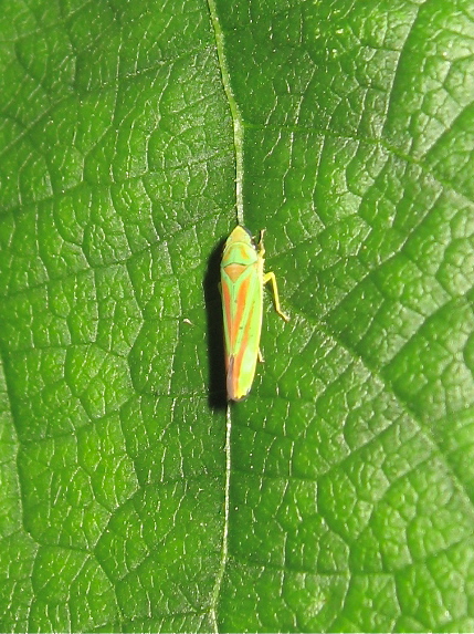 Graphocephala fennahi Img_1112