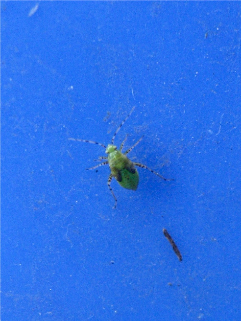 Liocoris tripustulatus Img_1911