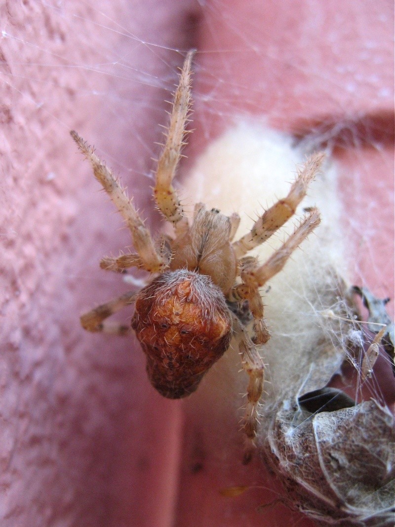 Cocon abandonné ? (Araneus diadematus) Img_2311