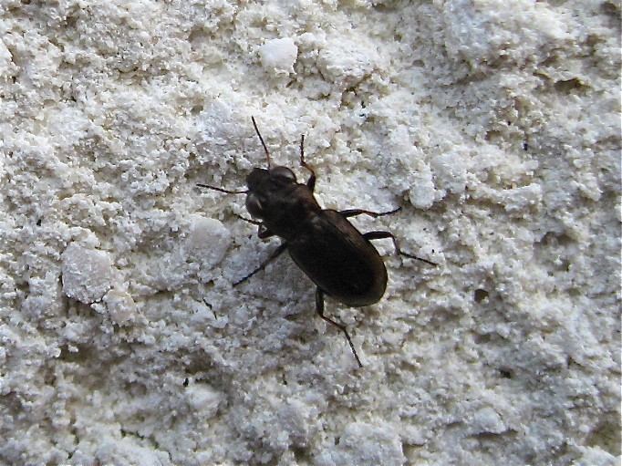 Notiophilus biguttatus ? (Notiophilus sp.) Img_2321