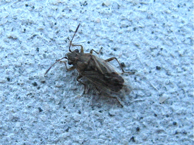 Nysius sp. Img_2810