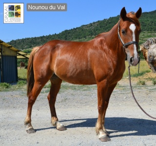 Association GRAAL : protection des équidés et réhabilitation de chevaux de laboratoires Photo_12