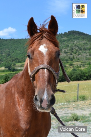 Association GRAAL : protection des équidés et réhabilitation de chevaux de laboratoires Photo_13