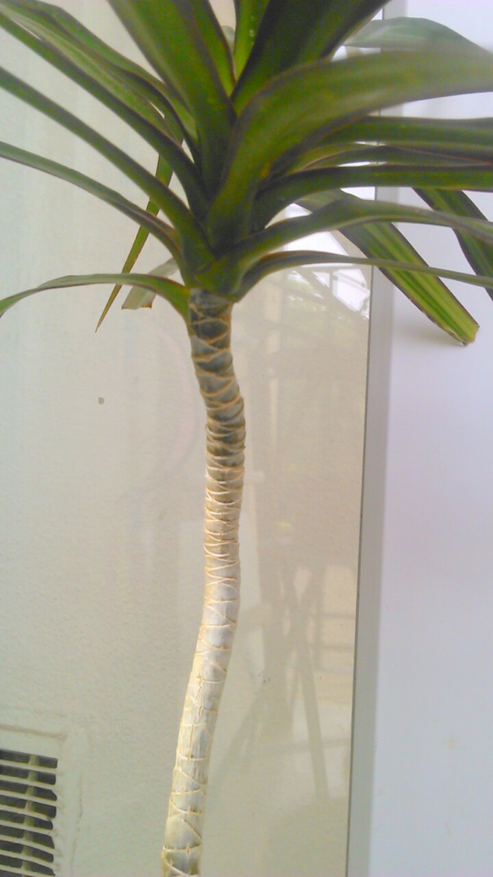 CORDYLINE, DRACAENA OU ??? Img_2011
