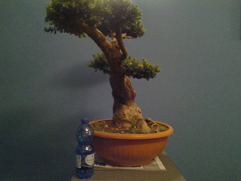 Buxus work in progress 2014-072
