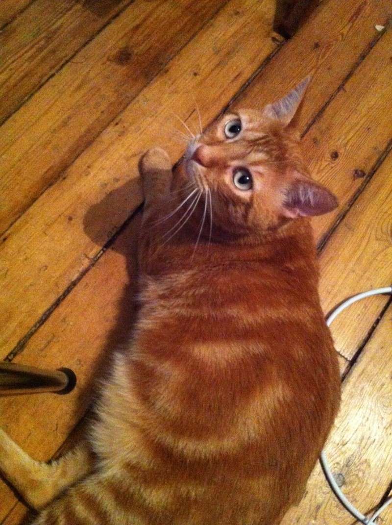 Rouckmout FIV+ - Page 2 Img_0913