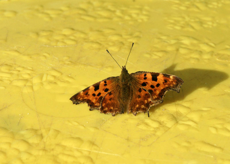 Papillon Dsc00115