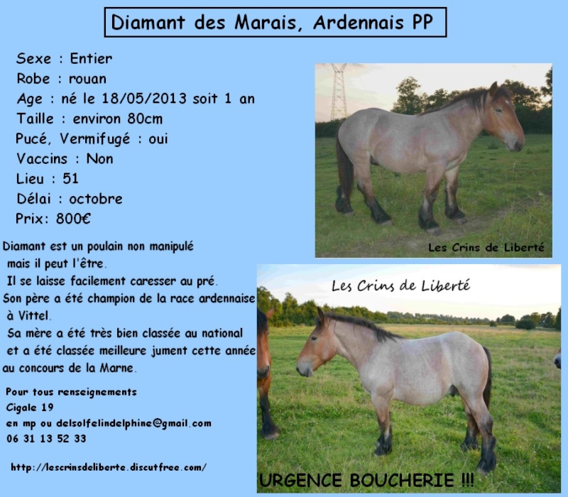 Dept51 Diamant des Marais, ardenais PP 1 an sauvé par Isabelle ! (Septembre 2014) Les_cr32