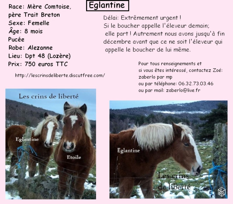 Dpt 48 - Eglantine - Comtoise X Trait breton - Sauvée par Marcel (2015) Les_cr87