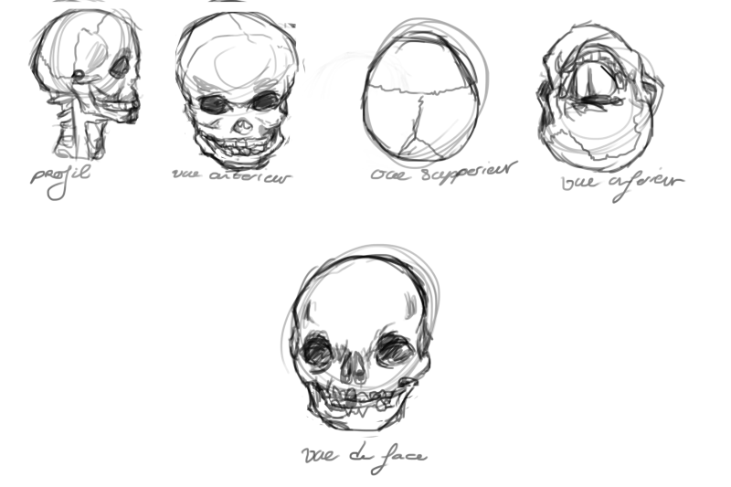 Etudes, croquis, wips d'Ephasme  ( Nudité )  Crane10