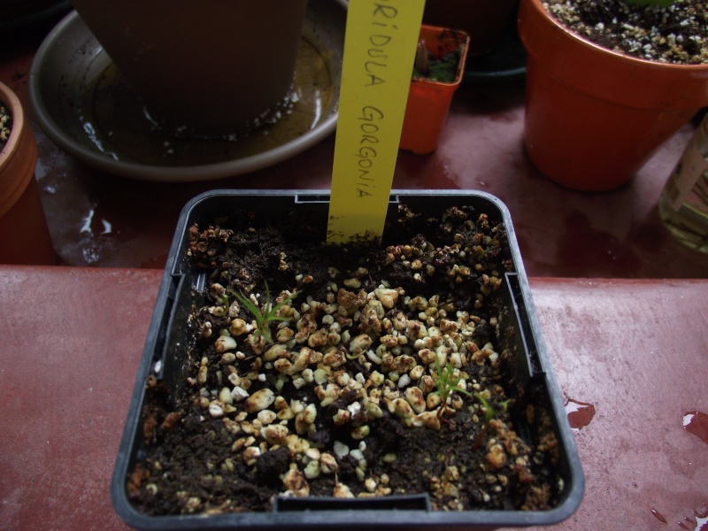 Roridula Gorgonia Dscf1338