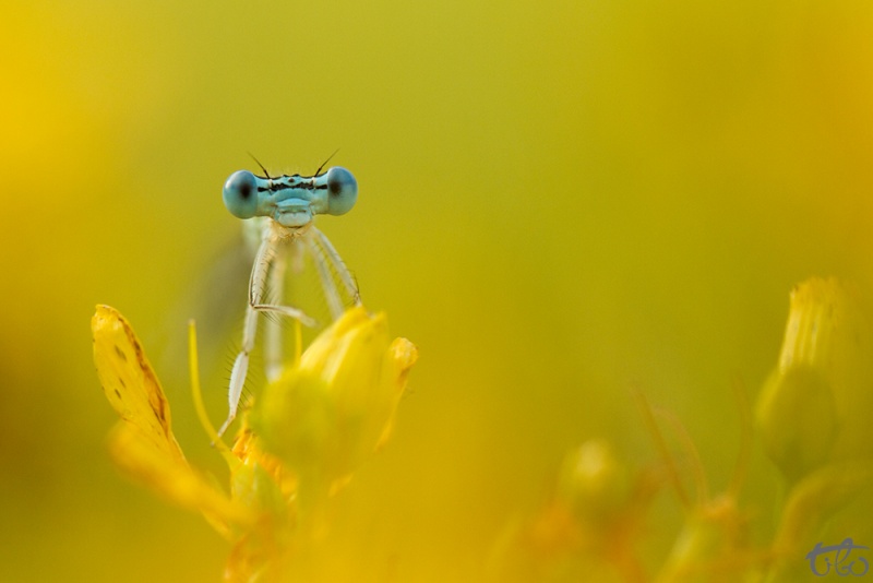 Dans le bleu des yeux _mg_3710