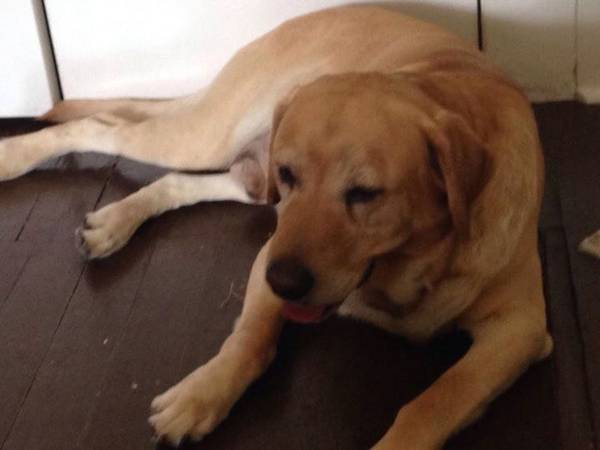 Lost Male Yellow Lab Cc210