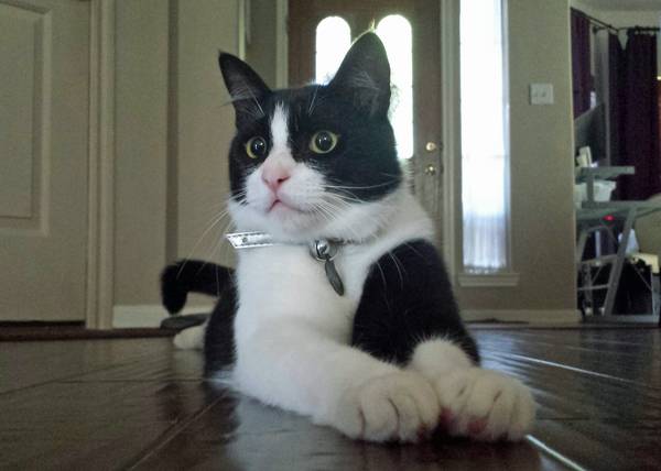 LOST BLACK AND WHITE CAT Hou510