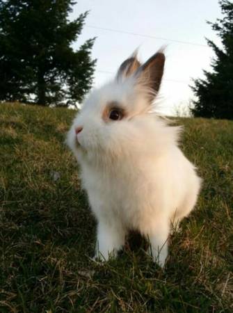 LOST BUNNY Ht610