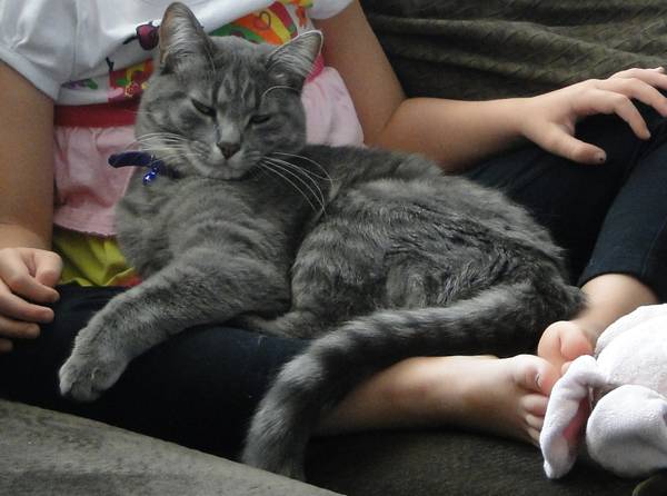 LOST CAT - 6/27/14 Indy410