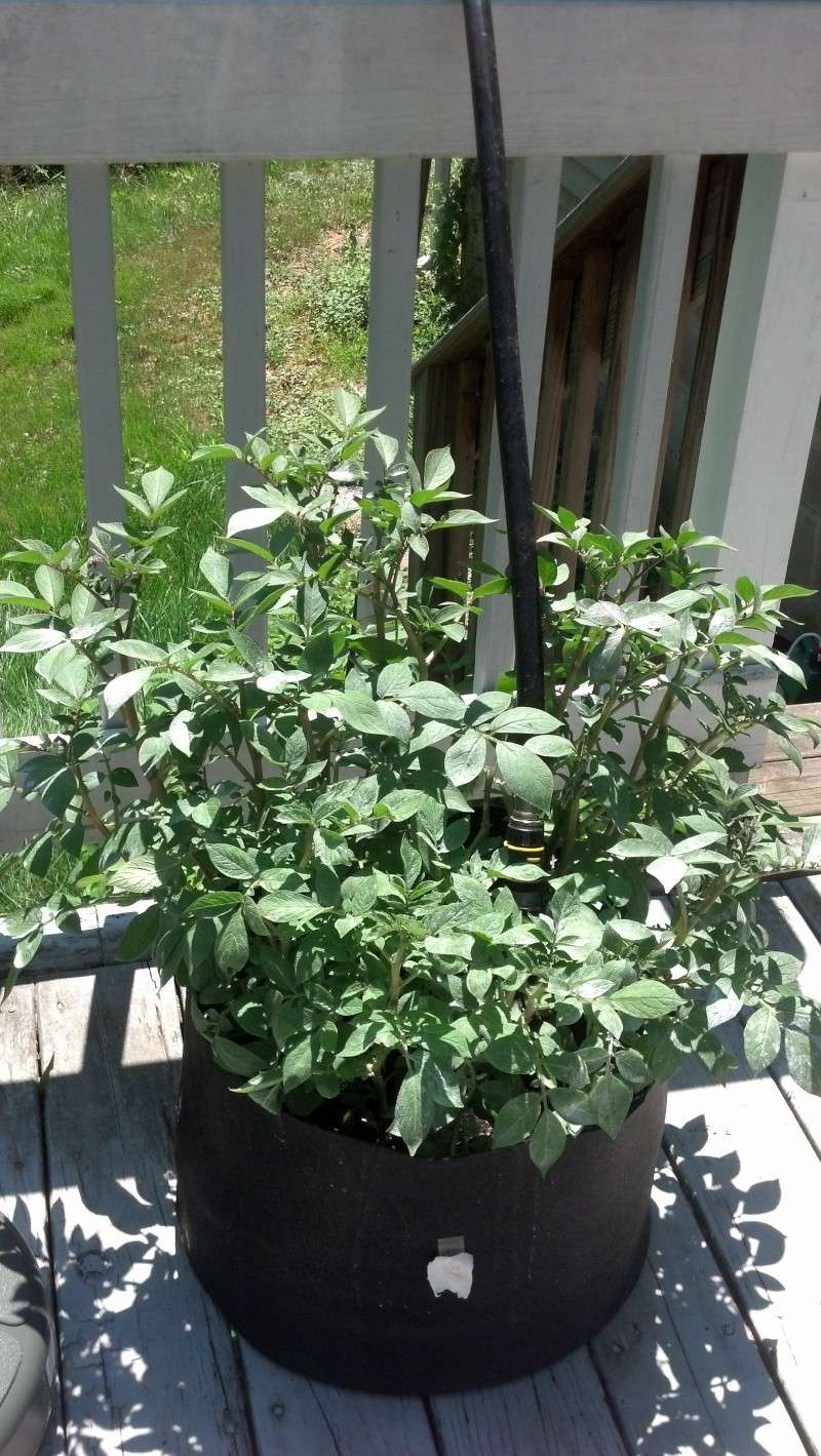 Water container potatoes plants Water-10